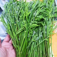Yod Kra Tin 100g ยอดกระถิน PLEASE USE NEXT DAY DELIVERY