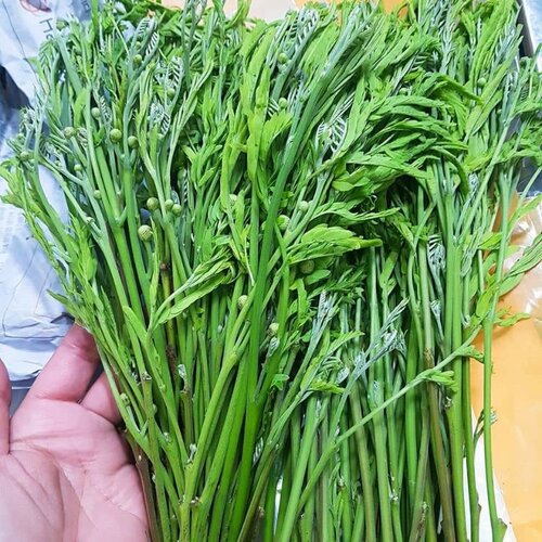 Yod Kra Tin 100g ยอดกระถิน PLEASE USE NEXT DAY DELIVERY