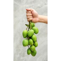 Small Sour Mango Approx 500g T2 FRESH- PLEASE CHOOSE NEXT DAY DELIVERY