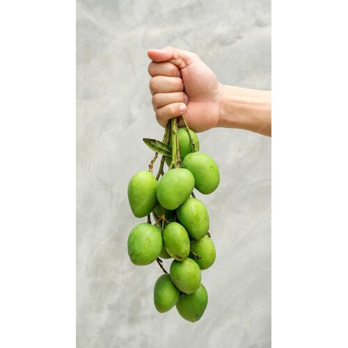 Small Sour Mango Approx 500g T2 FRESH- PLEASE CHOOSE NEXT DAY DELIVERY