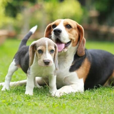 Geperste hondenbrokken vergelijken: welke past bij jouw hond?