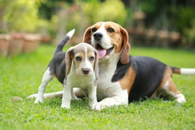 Geperste hondenbrokken vergelijken: welke past bij jouw hond?