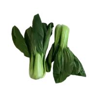 Shanghai Pak Choi
