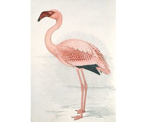 Delegeren licentie mengen IXXI Wanddecoratie - Flamingo Claude Finch-Davies - vida design