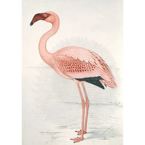 IXXI IXXI Wanddecoratie - Flamingo Claude Finch-Davies