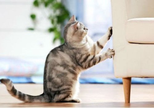 Un intérieur adapté aux chats
