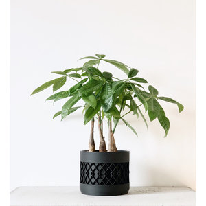 Minimum Design Aztek pot de fleurs noir Ø5,5cm