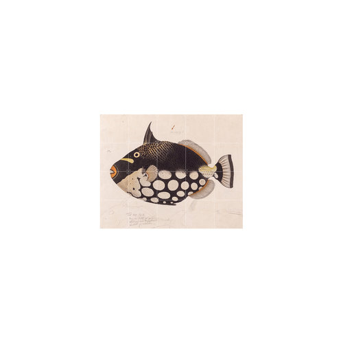 IXXI IXXI Wanddecoratie - Black Fish