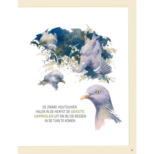 Boek - "Vogels in onze tuin, Paul Böhre"