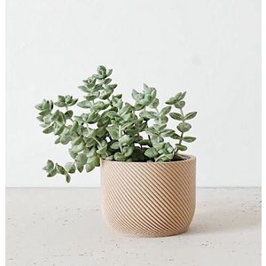 Minimum Design Corde pot de fleurs naturel Ø 8,5 cm