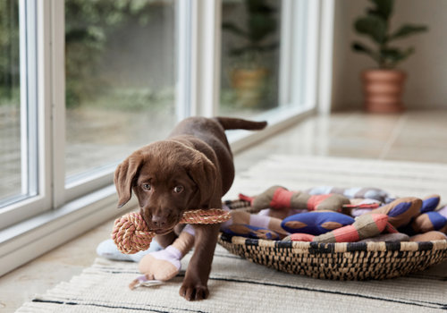Jouets pour chiens