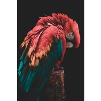 IXXI Wanddecoratie - Bashful beautiful parrot