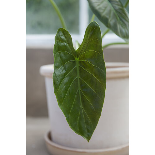 Bergs Potter Galestro bloempot met schotel roze 25 cm Bergs Potter Galestro bloempot met schotel roze 25 cm