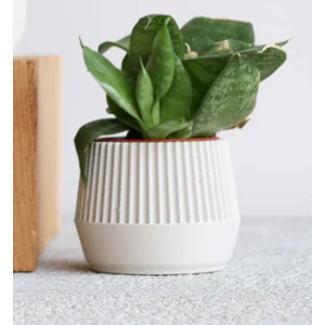 Minimum Design Kobe pot de fleurs mist Ø 5,5 cm Minimum Design Kobe pot de fleurs mist Ø 5,5 cm