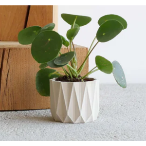 Minimum Design Origami pot de fleurs mist Ø 5,5 cm Minimum Design Origami pot de fleurs mist Ø 5,5 cm