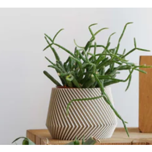 Minimum Design Oslo pot de fleurs mist Ø 5,5 cm Minimum Design Oslo pot de fleurs mist Ø 5,5 cm