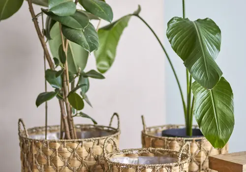 Matériaux végétaux