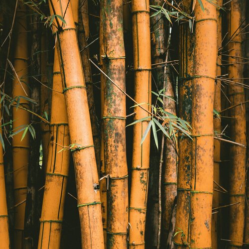 bamboe