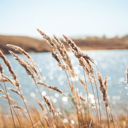 riet
