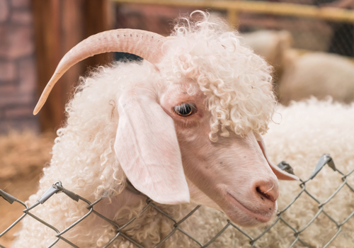mohair