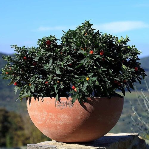 Poggi Ugo Lente bloempot Ø 38 x H 18 Poggi Ugo Lente bloempot Ø 38 x H 18