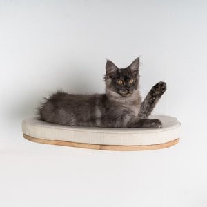 RHRQuality Wandmöbel Kletterwand Katze - Katzenbett de Luxe (Creme)