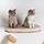 RHRQuality Wandmöbel Kletterwand Katze - Katzenbett de Luxe (Creme)