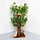 RHRQuality Kratzbaum Design Natural Leaves (Braun)