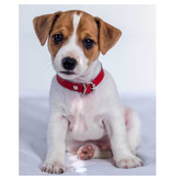 Animal Pictures Fleece deken Jack Russell Terrier - 120 x 150 cm - Wit