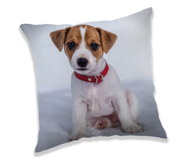 Animal Pictures Kussen Puppy - 40 x 40 cm - Polyester