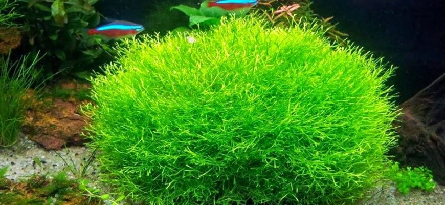 Easy grow Riccia Fluitans (nr 9)