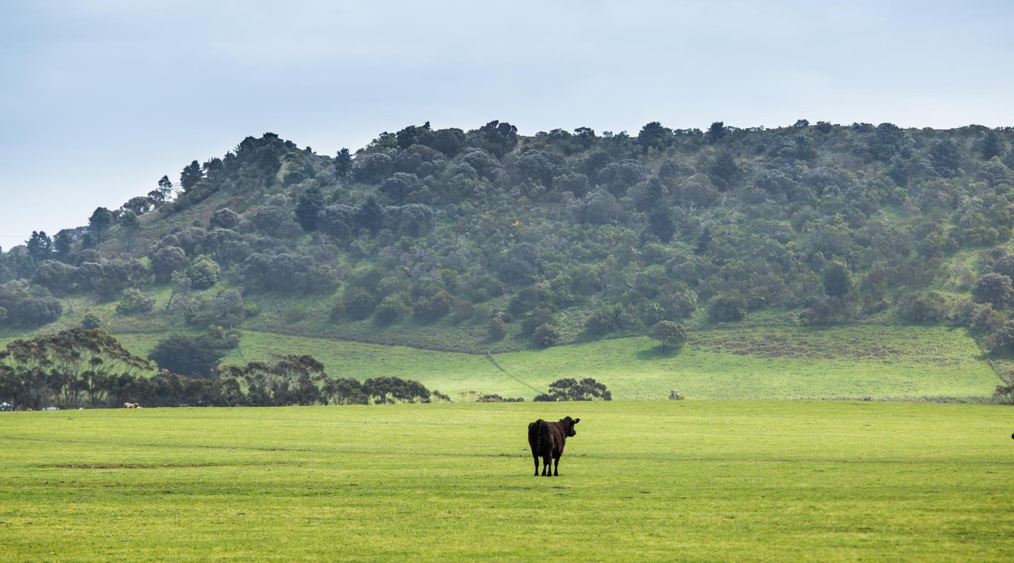 Black Angus