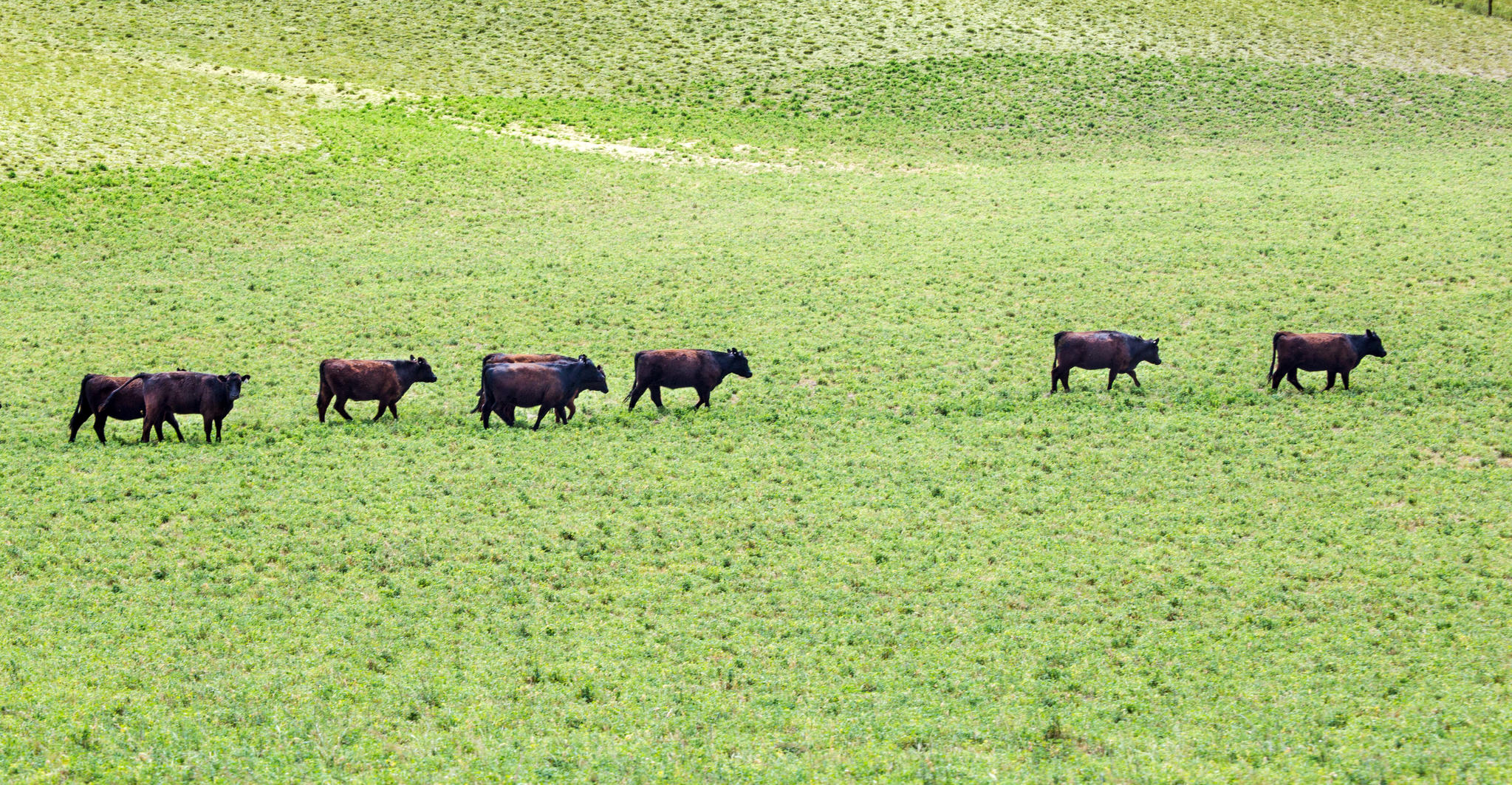 gras gevoerden runderen op gras