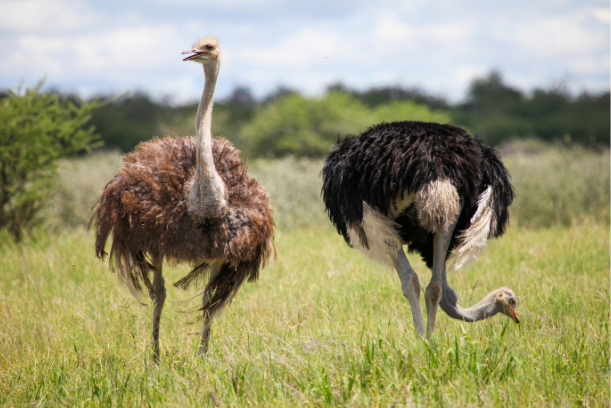 struisvogels op vlakte