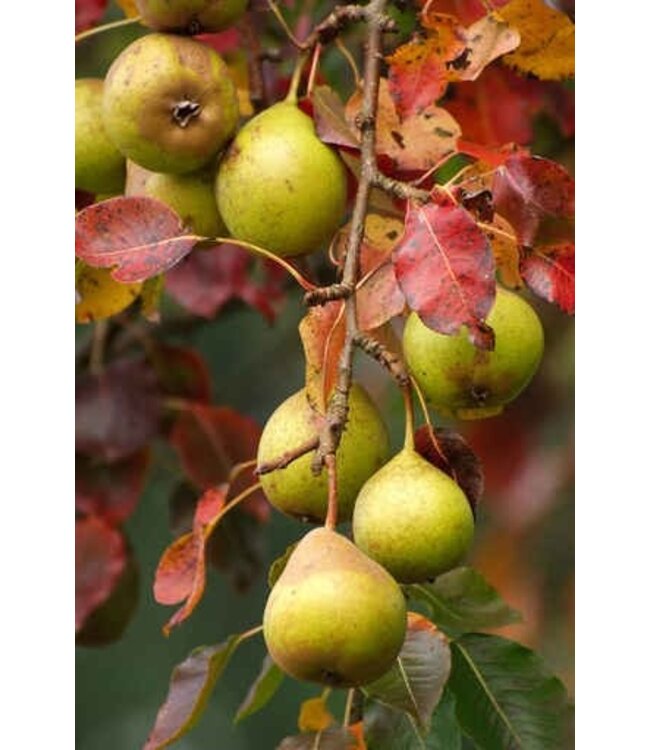 Waxmelt Autumn Pear 15 gram