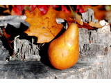 Waxmelt Autumn Pear 15 gram