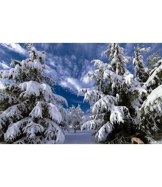 Waxmelt Snowy Pinetree 15 gram