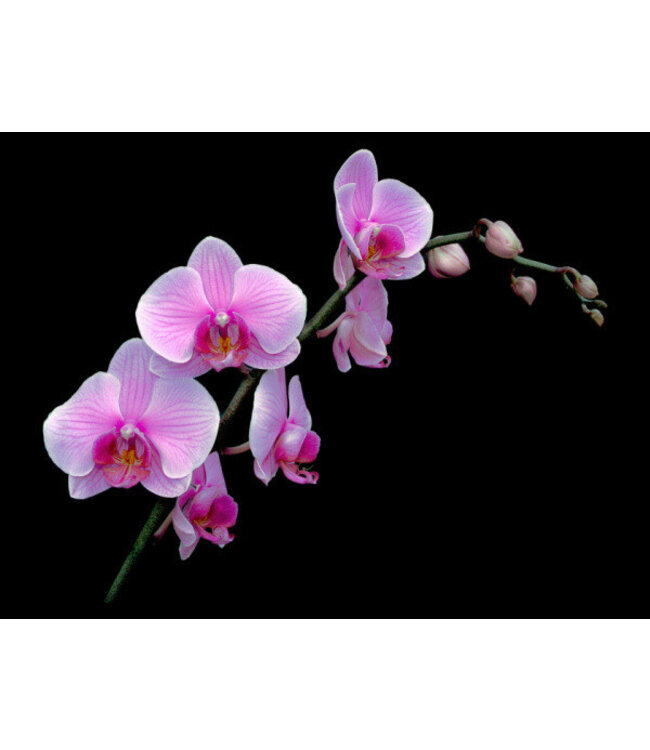 Waxmelt Winter Orchid 15 gram