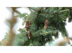 Waxmelt Pinetree (X-mas Scent) 15 gram