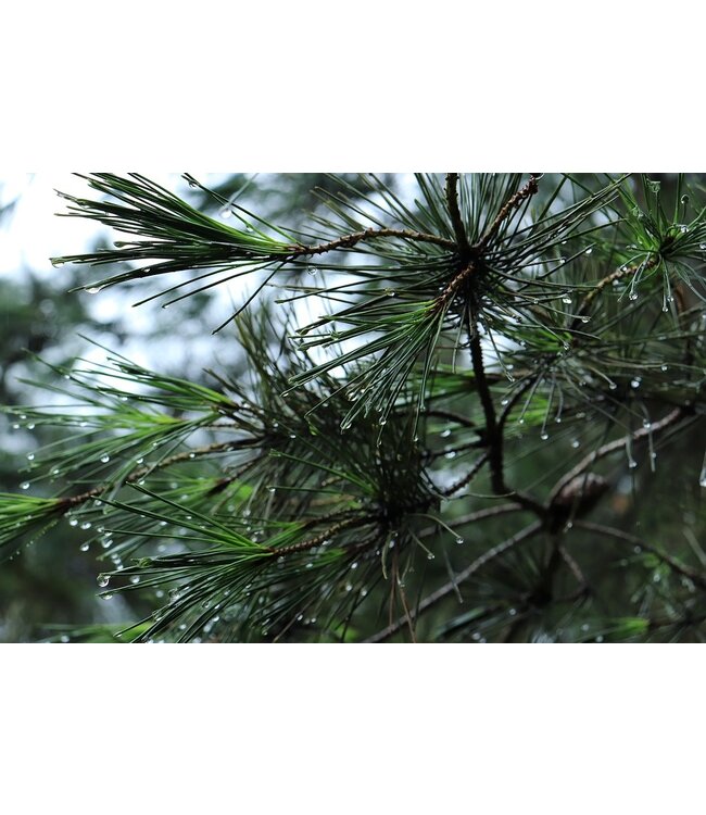 Waxmelt Pinetree (X-mas Scent) 15 gram