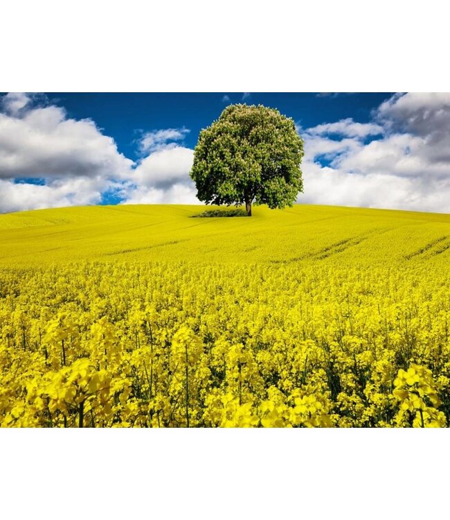 Koolzaadwas voor Containers - Zelf kaarsen maken