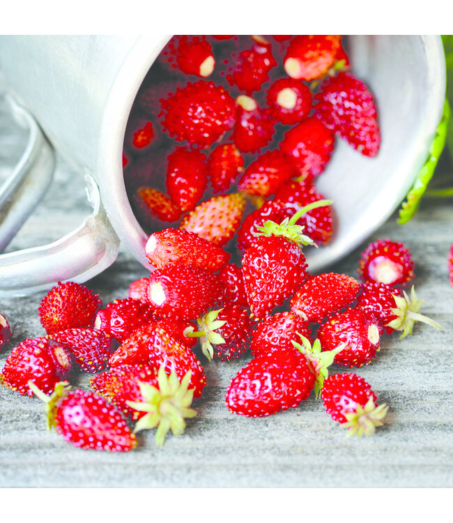 Geurolie Wild Strawberry - Zelf geurkaarsen - waxmelts maken