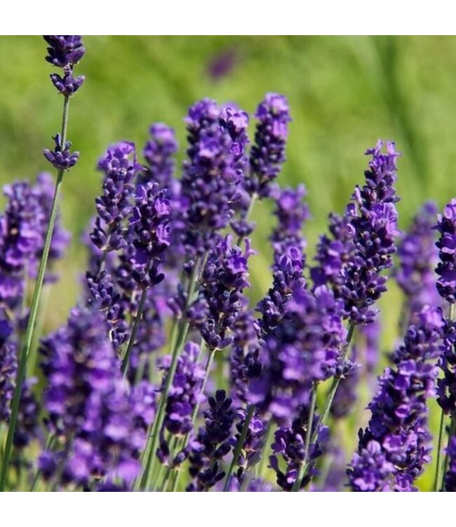 Geurolie Lavender Fields - Zelf geurkaarsen - waxmelts maken