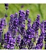 Geurolie Lavender Fields - Zelf geurkaarsen - waxmelts maken