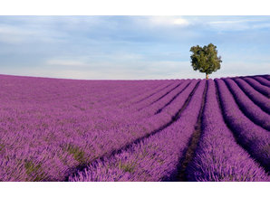 Geurolie Lavender Fields 20 ml - Zelf geurkaarsen - waxmelts maken