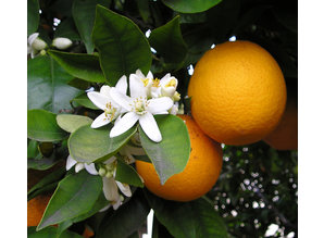 Geurolie Fresh Orange - Zelf geurkaarsen - waxmelts maken