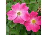 Geurolie Wild Rose