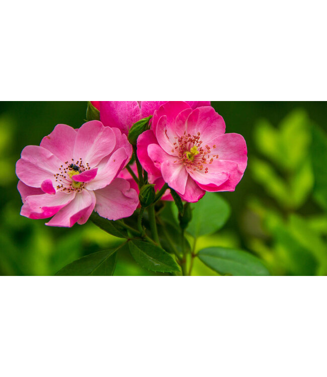 Geurolie Wild Rose - Zelf geurkaarsen - waxmelts maken