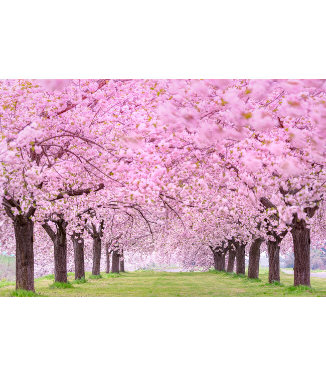 Geurolie Good Habits Sakura - Zelf geurkaarsen - waxmelts maken