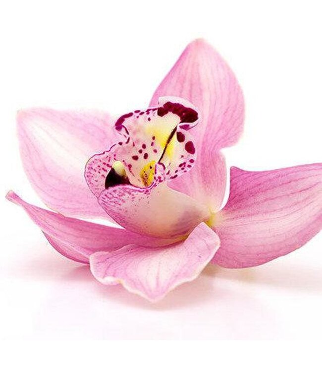 The Candleshop Collection Geurolie Winter Orchid - Zelf geurkaarsen - waxmelts maken